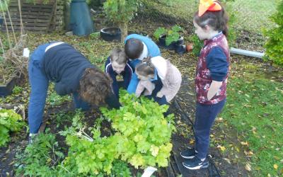 children harvest celery