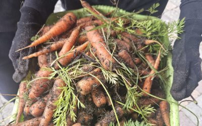 Harvesting Carrots with 3rd Class