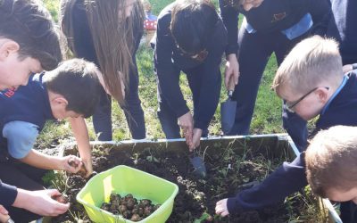 Harvesting Potatoes with 5th Class