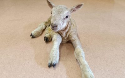 A Woolly Guest in Seniors