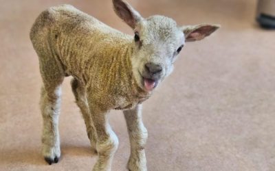 A woolly visitor to Junior Infants
