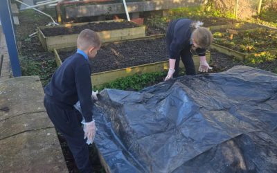 Covering the beds after the dung so that the worms can work their magic!!