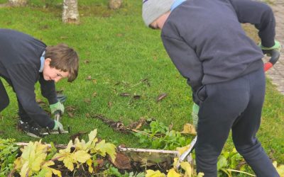 Digging out the last of this years crop and planting the first of next years!