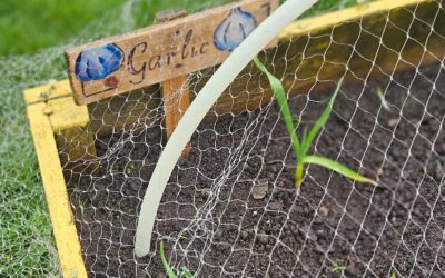 Getting the beds planted