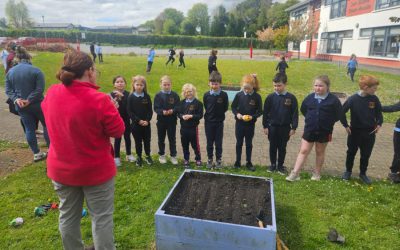 Junior Infants plant lettuce seeds