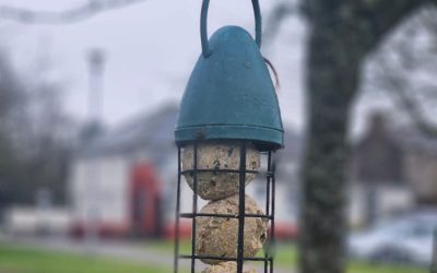 Looking after the birds