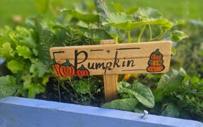 Our Pumpkin crop not so plentiful this year!