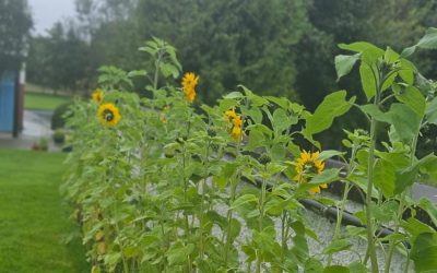Sunflowers in Bloom