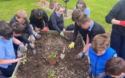 5th Class plant Strawberries
