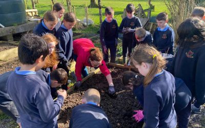 Planting Potatoes with Mrs Lynch