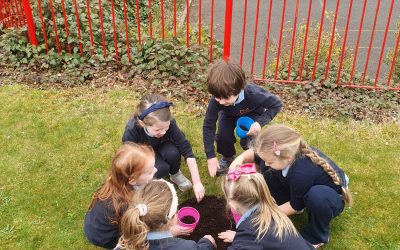 Mother’s Day Flowers