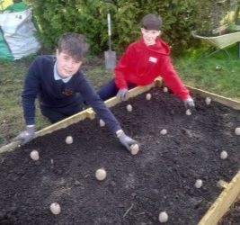 Planting Potatoes